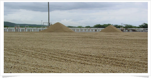 dry processing coffee production